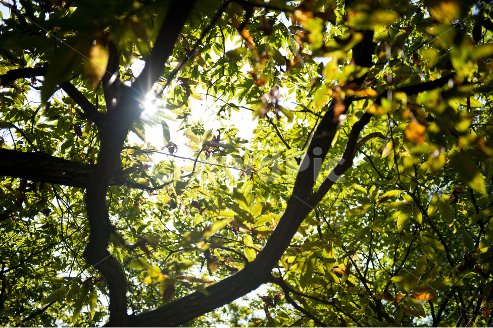 아침,새벽,햇살,숲,자연,빛,자연,풍경,nature,landscape,flare,플레어,light,plant,식물,tree,나무