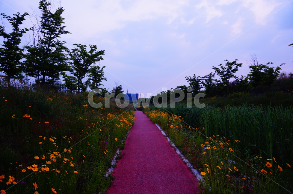 금계국,노랑,꽃,풍경,봄,봄,계절,spring,season,자연,풍경,nature,landscape,식물,plants,꽃,flower,outdoors,옥외,field,들,grassland,목초지