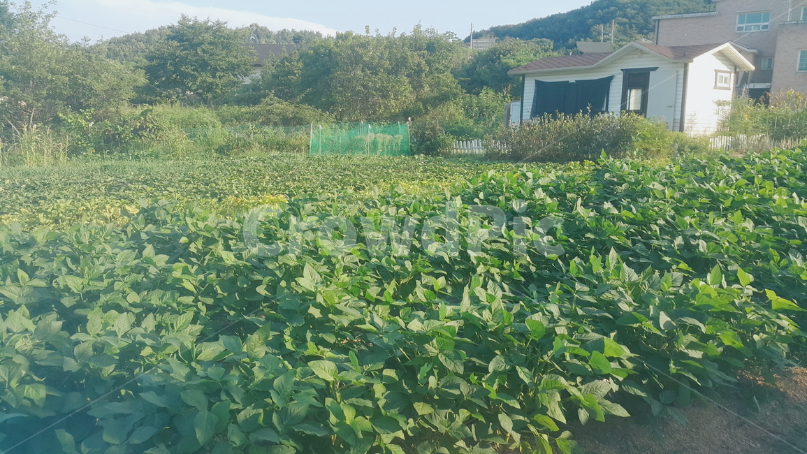 시골,밭,컨테이너하우스,시골집,집,산,자연,풍경,농작물,풀,풀밭