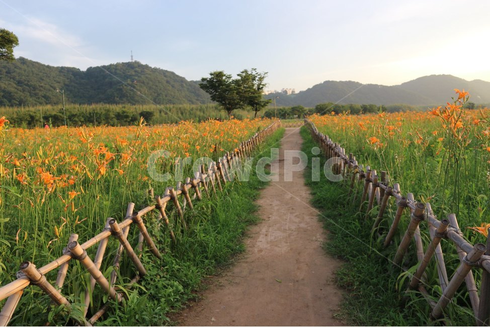 울산,태화강,울타리,꽃밭,여름,자연,풍경,nature,landscape,outdoors,옥외,field,들