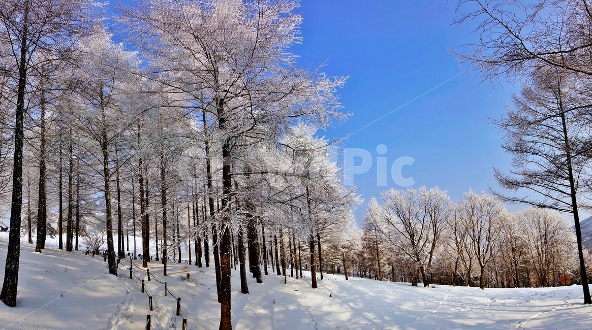 함백산,만항재,설경,풍경,겨울,겨울,계절,winter,season,자연,풍경,nature,landscape,outdoors,옥외,tree,나무,plant,식물