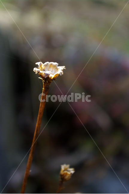 식물,plant,꽃대,가을,줄기,식물,자연,plants,nature