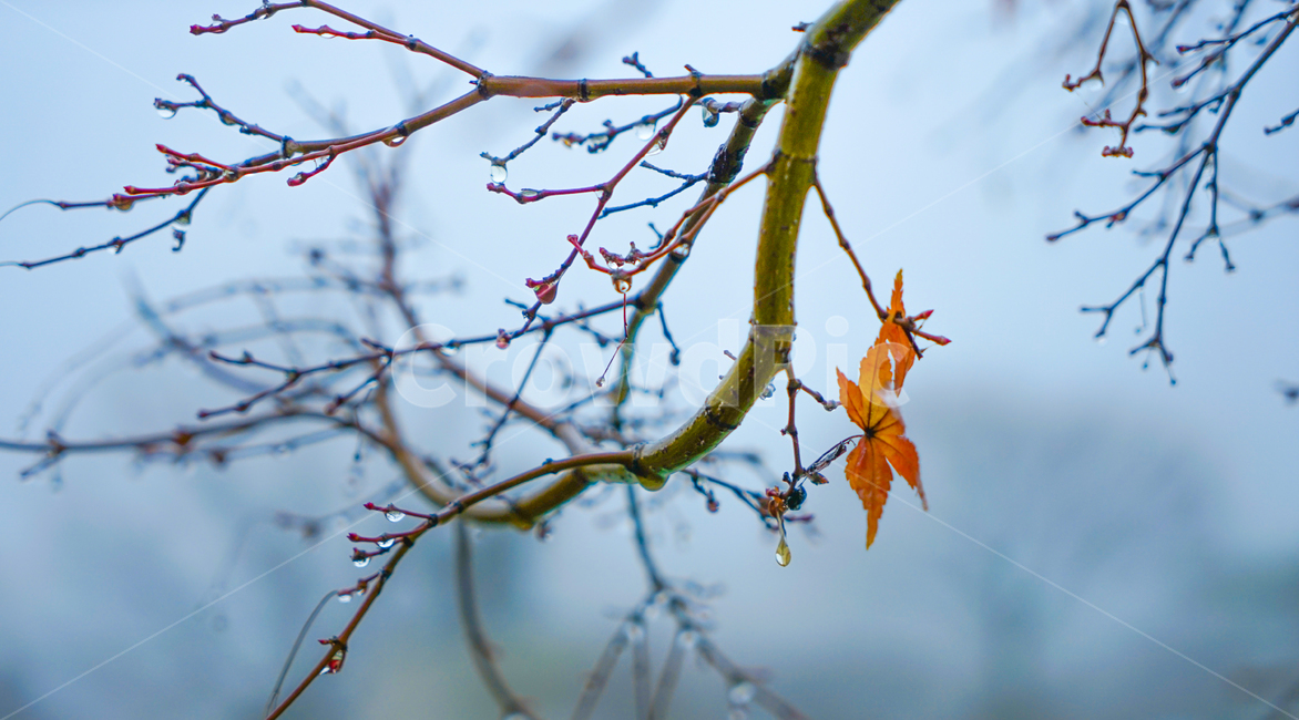 겨울비,단풍,잎,잎새,빗방울,자연,식물,나무,계절,가을,계절,fall,autumn,season,식물,자연,plants,nature,비,비오는날,rain,rainy,leaf,plant,tree