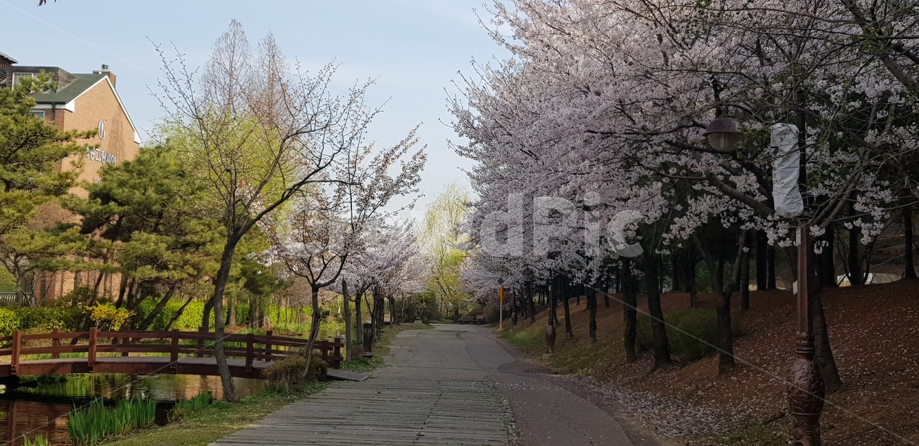 구름다리,벗꽃풍경,벗꽃,자연,봄