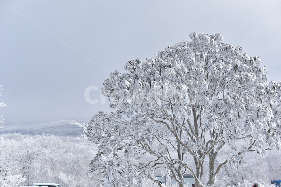 겨울나무,눈쌓인나무,1100고지,폭설,겨울왕국,겨울눈,눈,겨울,계절,winter,season,자연,풍경,nature,landscape