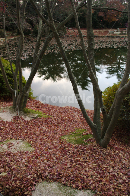 연못,가을,fall,나무,식물,plant,단풍,잎,낙엽,가을,계절,fall,autumn,season,자연,풍경,nature,landscape,tree,ground,바닥,tree trunk,나무 줄기
