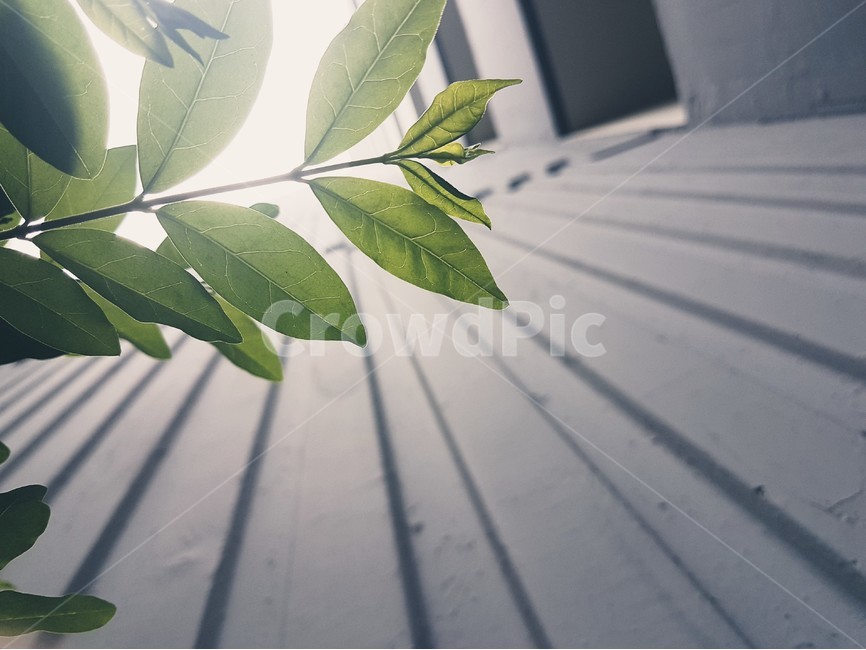 햇살,나뭇잎,초록잎,풀,초록,식물,자연,plants,nature
