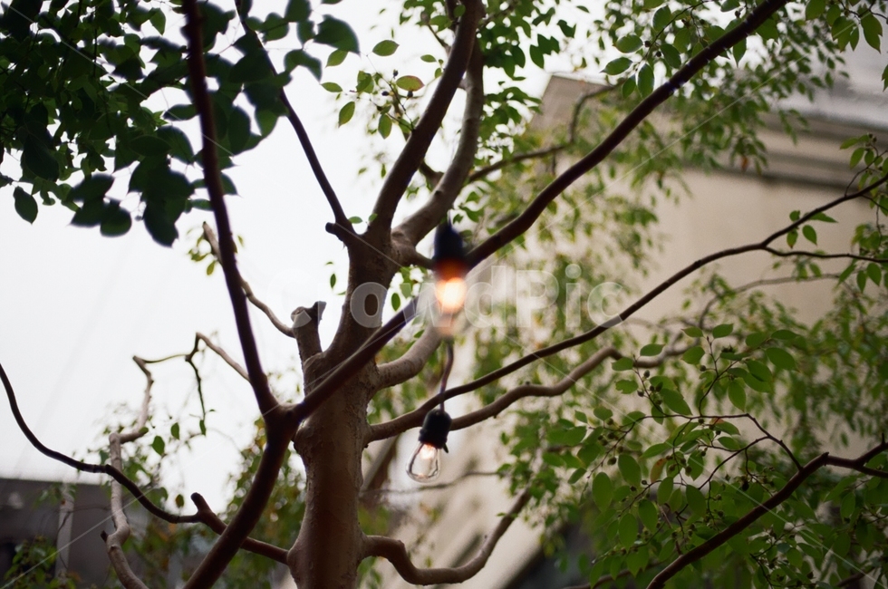 나무,조명,tree,나뭇잎,필름사진
