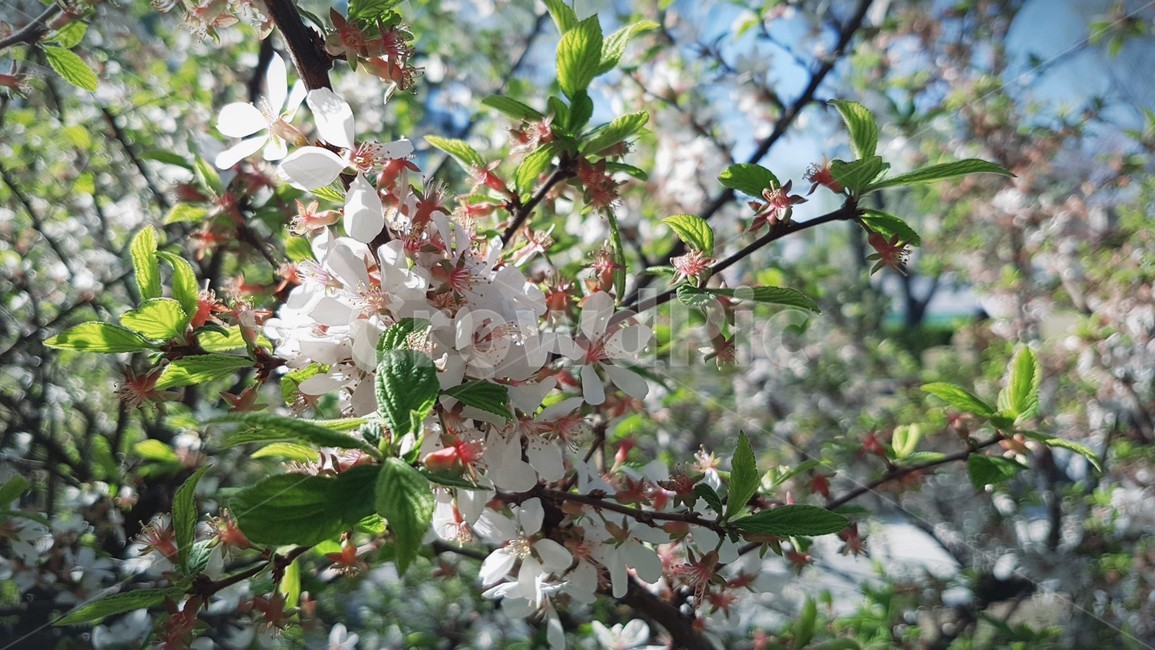꽃,계절,식물,봄,벚꽃,봄,계절,spring,season,plant