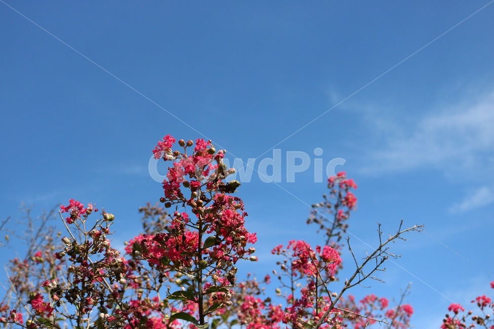 꽃,분홍,식물,하늘,자연,파랑,감성,flower,hana,pinku,pink,plants,shokubutsu,sky,sora,nature,blue,ao,구름,cloud,kumo,식물,자연,plants,nature,꽃,flower