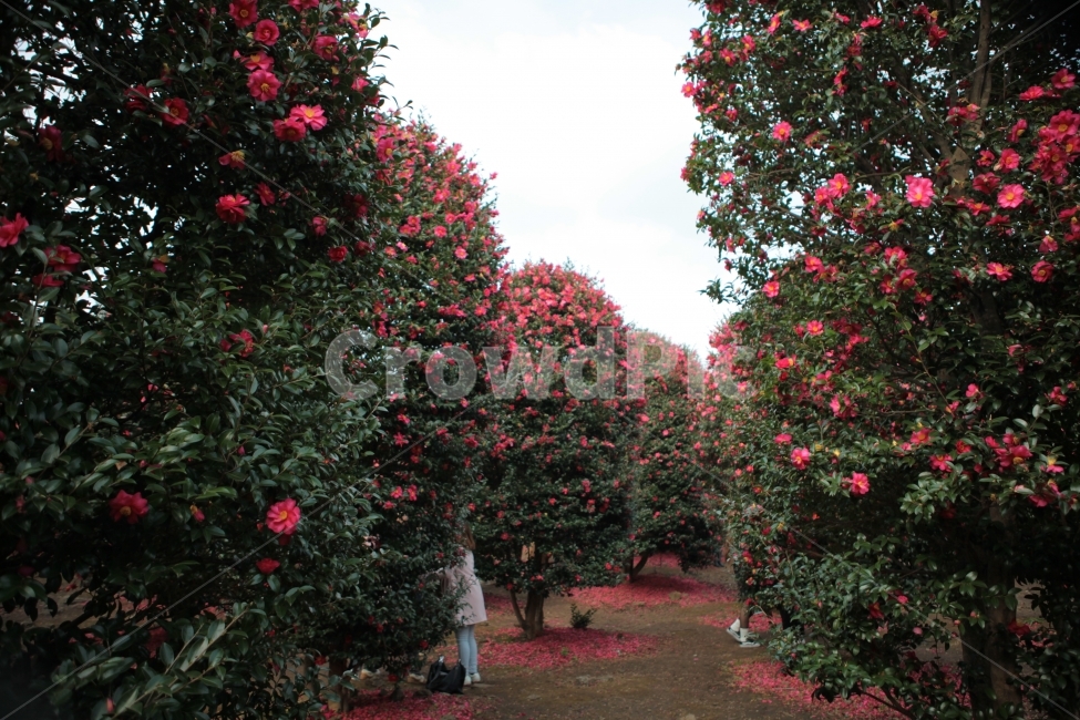위미리,동백,군락지,제주,제주도,꽃,여행,식물,자연,plants,nature,꽃,flower,나무,trees,wood
