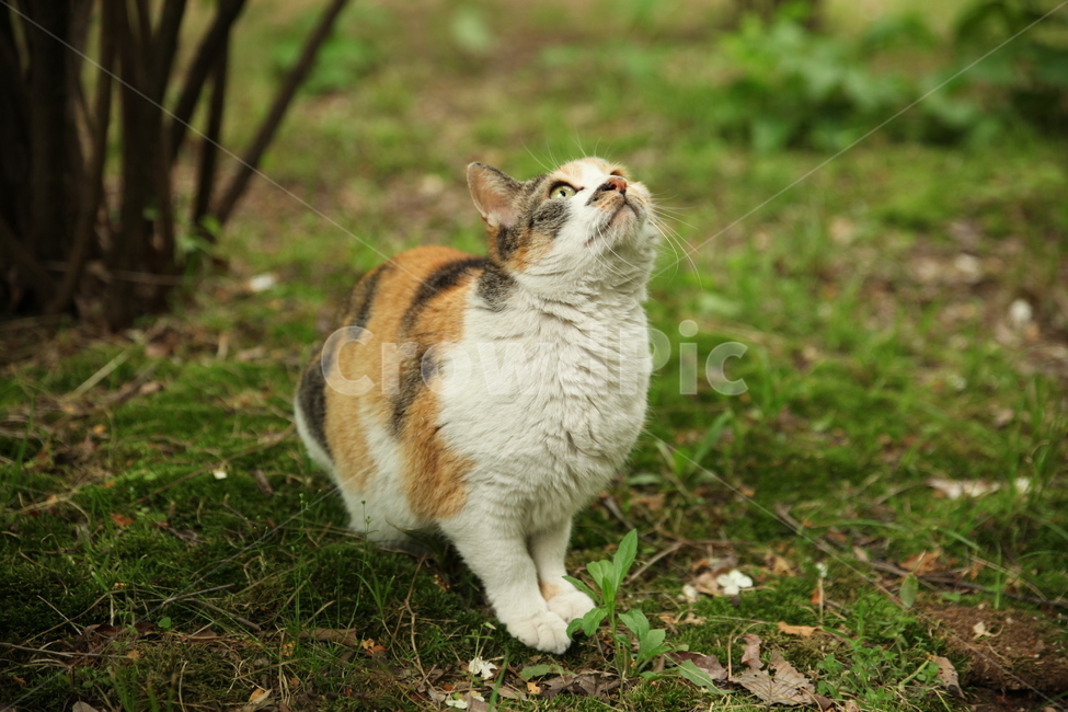 고양이,숲,나무,삼색고양이,풀,자연,cat,동물,animal,포유류,mammal,고양이,cat,kitten,kitty