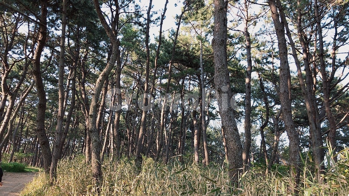 숲,나무,숲길,등산,나뭇잎,산길,산,풀,나무줄기,줄기,공기,상쾌,산소