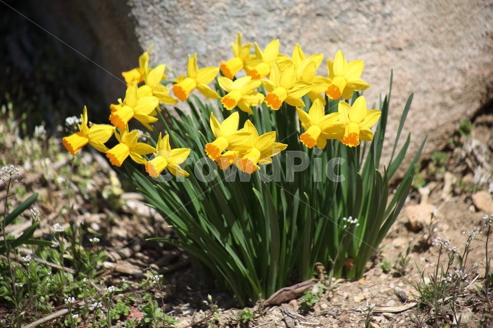 수선화,꽃,봄,노랑,narcissus,봄,계절,spring,season,식물,자연,plants,nature,꽃,flower,plant,blossom