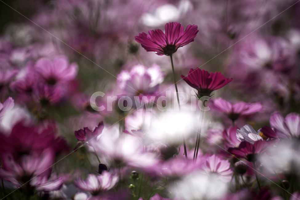 코스모스,꽃,식물,계절,가을,감성,가을,계절,fall,autumn,season,식물,자연,plants,nature,꽃,flower,plant