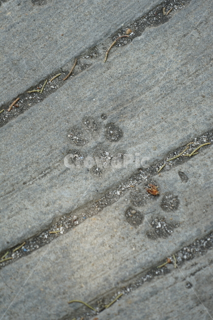 고양이,발자국,cat,foot,아스팔트
