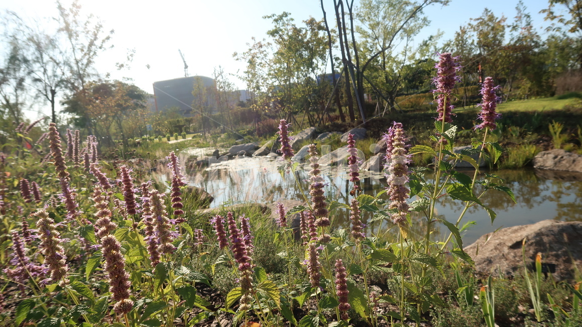 plant,식물,blossom,flower,꽃,정원,garden,식물,자연,plants,nature,꽃,flower