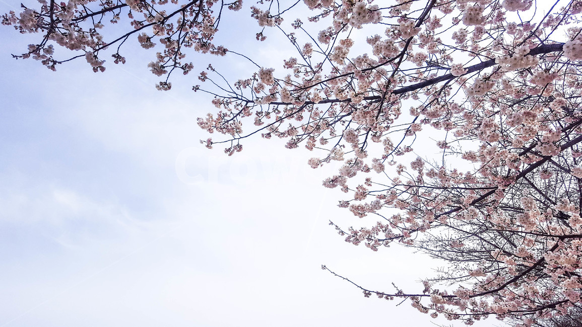 식물,나무,벚꽃,하늘,봄,식물,자연,plants,nature,꽃,flower