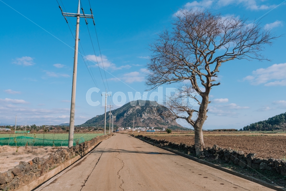 제주도,산방산,길,나무,겨울,하늘,자연,jeju,korea,winter,자연,풍경,nature,landscape,한국자연풍경,한국자연경관,korea nature landscape,제주도,jeju,jeju island,시골,마을,country,rural,town,road,도로