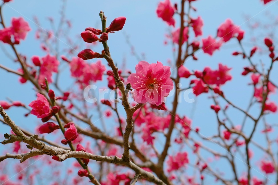 홍매화,봄,꽃,매실나무,분홍꽃,봄,계절,spring,season,식물,자연,plants,nature,꽃,flower,plant