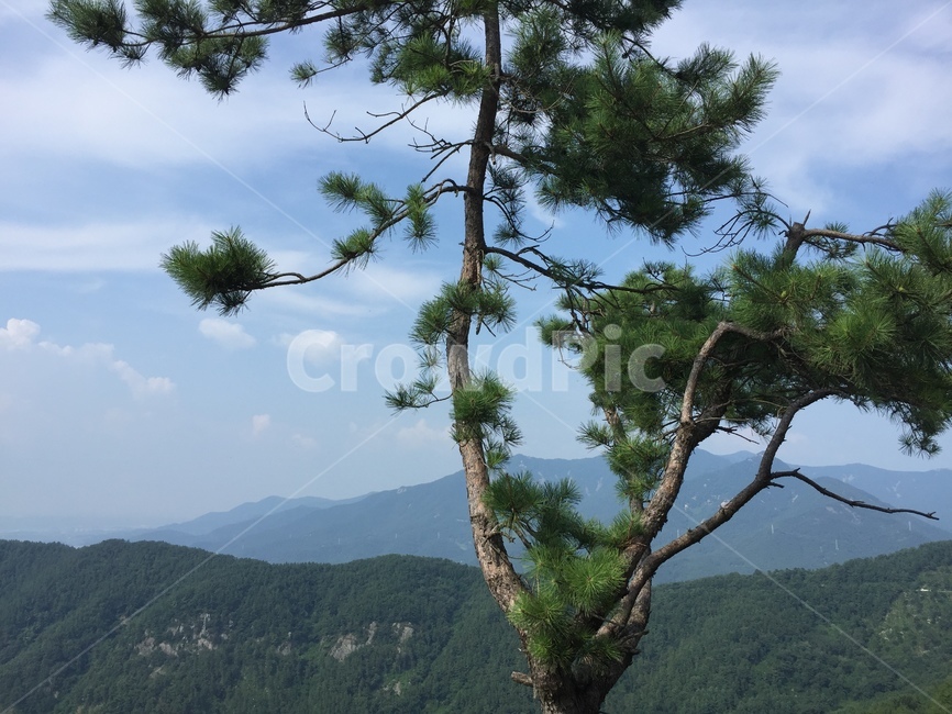 섬,바다,자연경관,풍경,경치,소나무