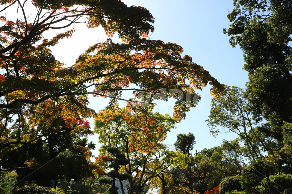 단풍,나무,단풍나무,식물,낙엽,자연,가을,나뭇잎,하늘,맑은하늘,가을,계절,fall,autumn,season