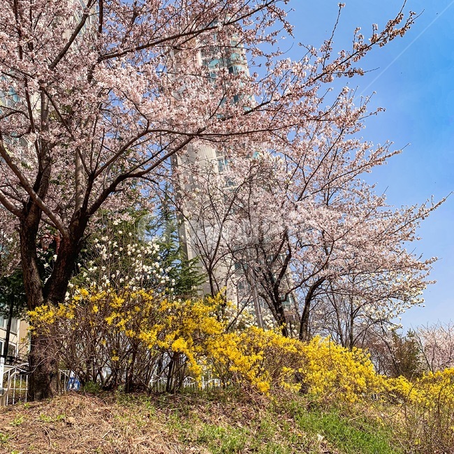 벚꽃,개나리,cherryblossoms,forsythia,낮,day,하늘,sky,봄,spring