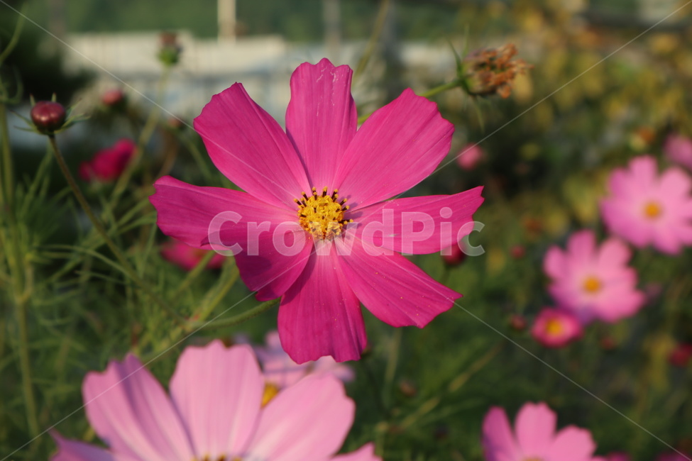 코스모스,꽃,식물,분홍꽃,flower,가을,계절,fall,autumn,season,식물,자연,plants,nature,꽃,flower,plant,geranium,제라늄,blossom