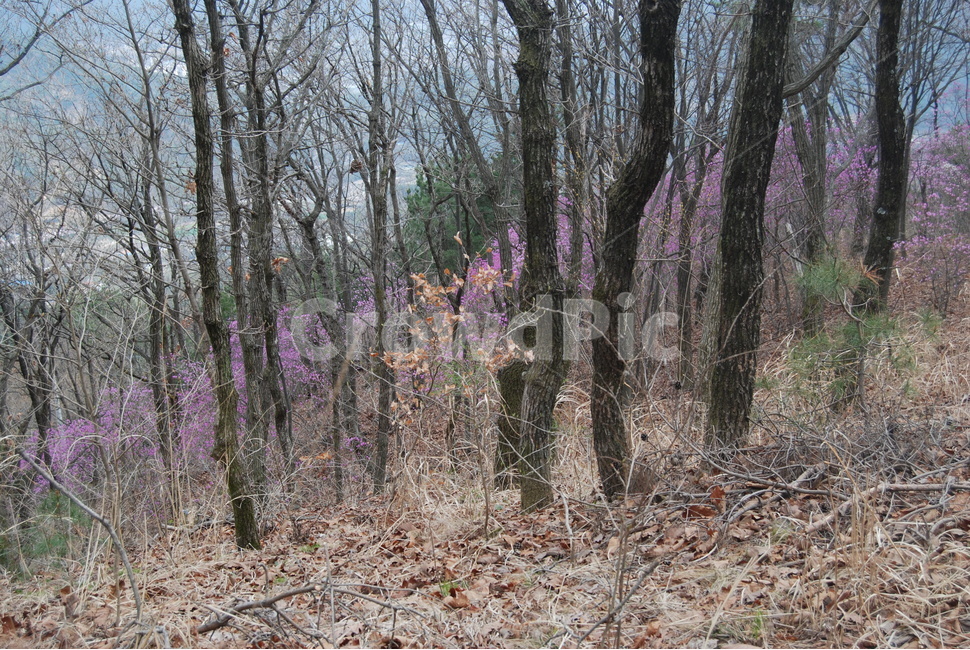 봄,나무,산,자연,진달래,식물,자연,plants,nature,나무,trees,wood