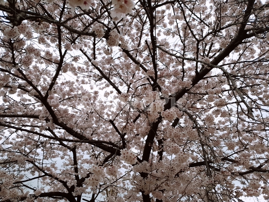 벚꽃,나무,벚꽃나무,만개,꽃,봄,계절,spring,season,식물,자연,plants,nature,꽃,flower,plant,blossom
