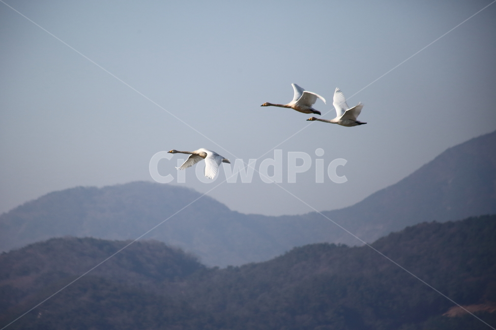 animal,동물,bird,새,고니,백조,swan,큰고니