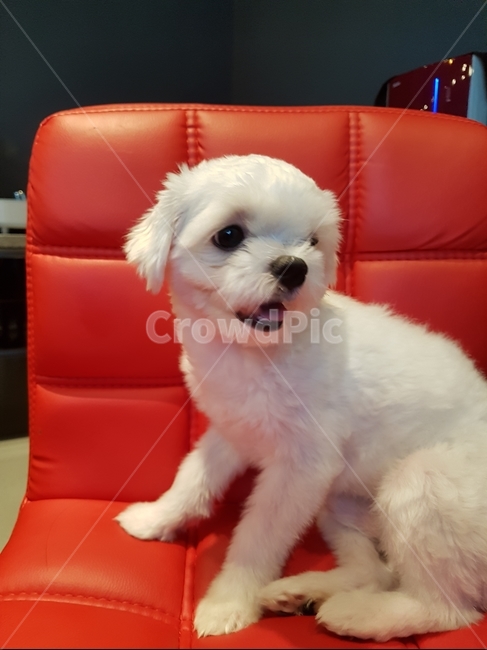 말티즈,강아지,새끼강아지,하얀강아지,개,동물,animal,포유류,mammal,개,강아지,dog,doggy