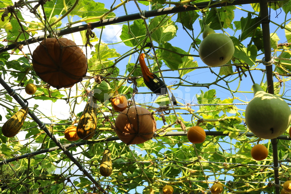 박,호박,식물,덩굴식물,열매,넝쿨식물,자연,식물,자연,plants,nature,과일,열매,fruit