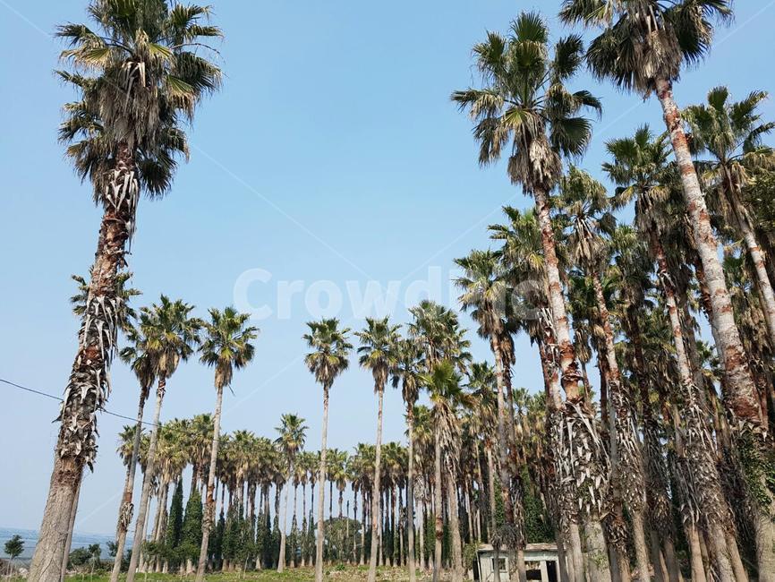 arecaceae,나무,tree,summer,여름,야자수,plant,식물