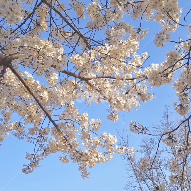 벚꽃,벚나무,벚나무꽃,봄,나들이,봄꽃,꽃,cherryblossom,spring,flower,season,atmosphere,감성,분위기,계절,벚꽃나무,봄나들이,벚꽃축제,벚꽃놀이,벚꽃구경,나무,색감,tree,wood