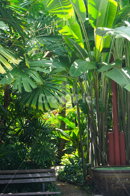 plant,벤치,bench,야자나무,열대식물,tropical,thai,식물,초목,vegetation,자연,nature,열대우림,rainforest,outdoors,옥외,jungle,밀림,나무,tree,식물,자연,plants,nature