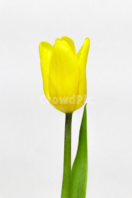 꽃,식물,flower,blossom,plant,튤립,꽃,flower