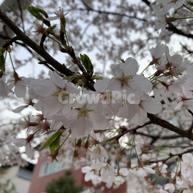 벚꽃,사쿠라,꽃,봄꽃,체리블라썸,꽃나무,벚나무,벚꽃나무,봄,스프링,sakura,cherryblossoms,꽃구경,꽃나들이,하나미,하나,flower,さくら,桜,花見,春,フラワー,계절,플라워,봄,계절,spring,season,식물,자연,plants,nature,꽃,flower,plant,blossom