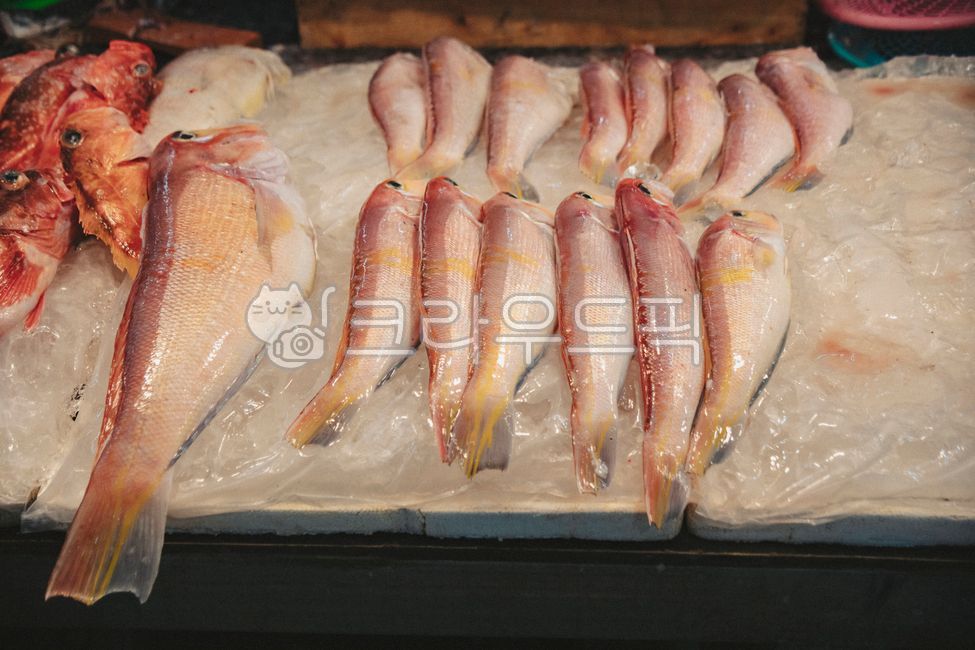 재래시장,전통시장,오일장,오일시장,제주도오일장,대정오일시장,market,시장,생선,어름,생물생선,생물,시장,마트,마켓,market,mart,market place,음식,식재료,요리,food,cook,meal,dishes,food reserves