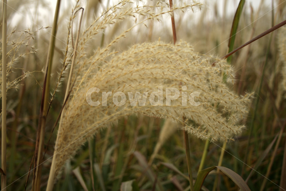 식물,억새,풀,가을,억새풀,가을,계절,fall,autumn,season,식물,자연,plants,nature,plant,grass,잔디