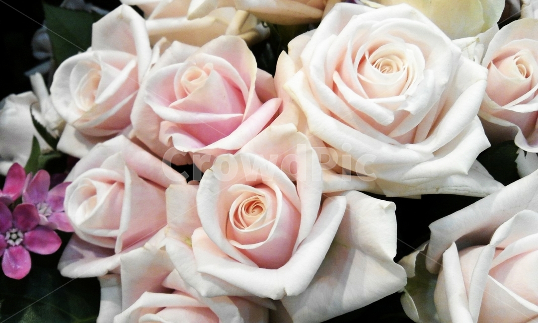 장미,flower,rose,blossom,꽃,흰장미,핑크장미,핑크빛장미