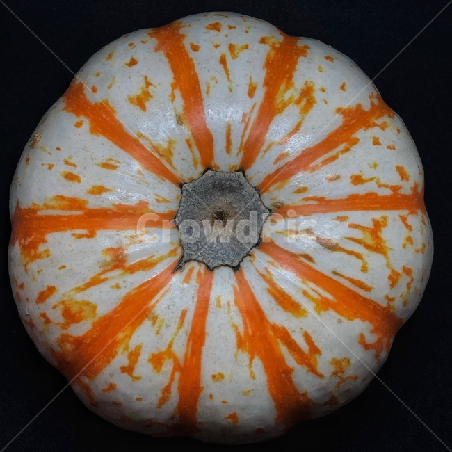 호박,주황색,채소,원형,농산품,추수,pattern,circle,음식,식재료,요리,food,cook,meal,dishes,food reserves