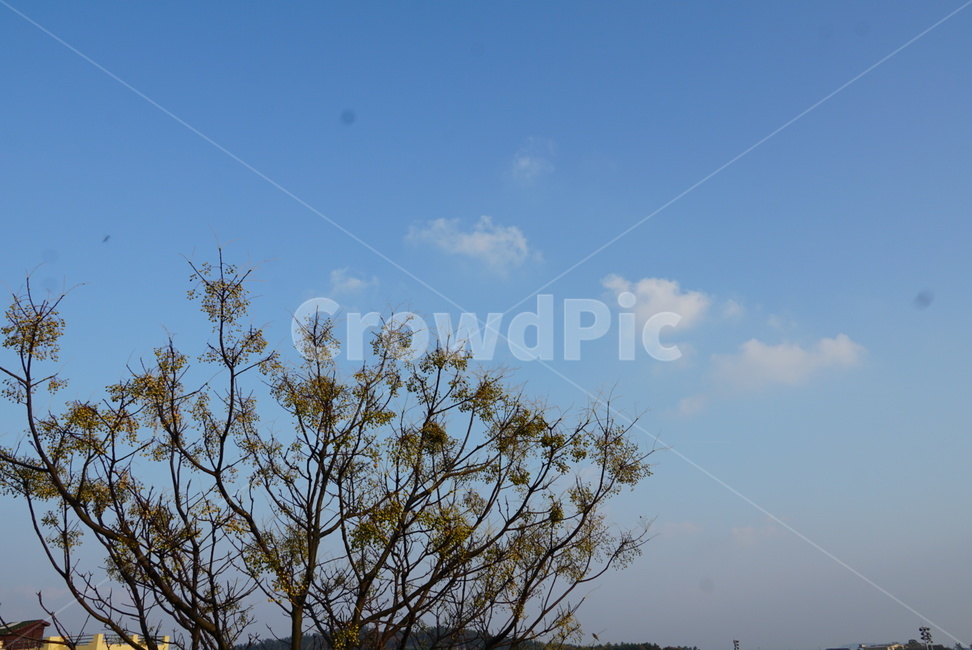 구슬나무,나무,자연,하늘,하늘색,구름,구슬,식물,자연,plants,nature,나무,trees,wood