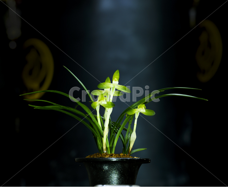 춘난,춘란,봄꽃,한국춘란,야생화,식물,자연,plants,nature,꽃,flower,실내용화초,화분,화초,house plant