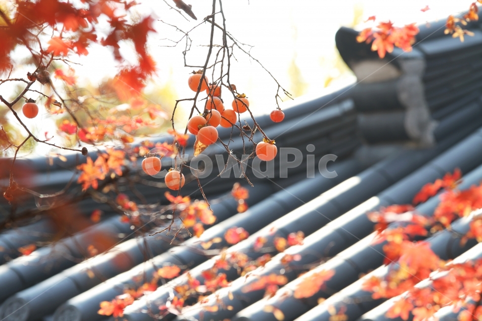 감나무,기와지붕,감,가을사진,단풍잎,감성사진,자연,식물,단풍,가을,계절,fall,autumn,season,한국전통,한국문화,korean traditional,korean culture,식물,자연,plants,nature,과일,열매,fruit,plant,leaf,잎
