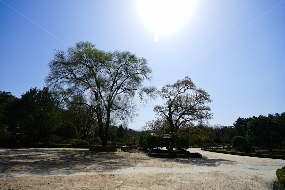 하늘,나무,잎,구름,풍경,풍경사진,그린,블루,색감,자연,감성,수목원,식물,tree,자연,풍경,nature,landscape,outdoors,옥외,plant