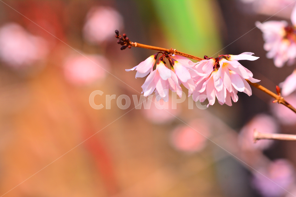 미선나무,분홍개나리,봄꽃,4월,3월,분홍색꽃,핑크색,연분홍꽃,토종,한국특산식물,보케,접사,빛망울,마크로,클로즈업,pink,flowers,macro,closeup,spring,season,계절,시즌,배경,바탕,백그라운드,식물,관목,봄,계절,spring,season,식물,자연,plants,nature,꽃,flower,plant