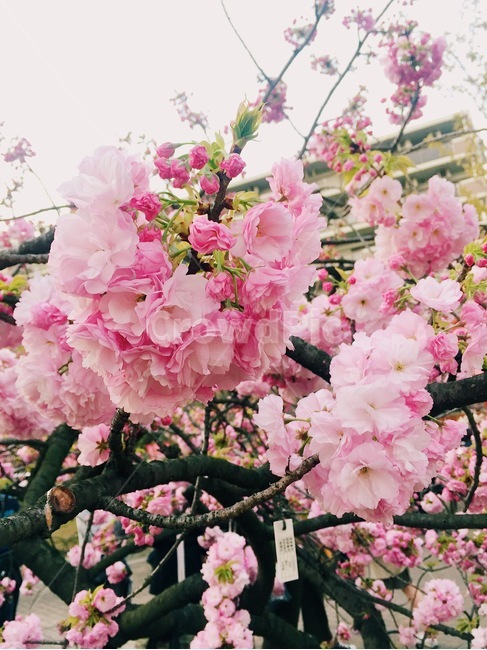 봄,벚꽃,체리블라썸,사쿠라,감성사진,spring,flower,nature,season,꽃핑크,봄꽃,cherryblossomes,자연,벚꽃나무,식물,계절,핑크,벚나무,개화,봄,계절,spring,season,식물,자연,plants,nature,꽃,flower,감성,sensible,feeling,plant,blossom