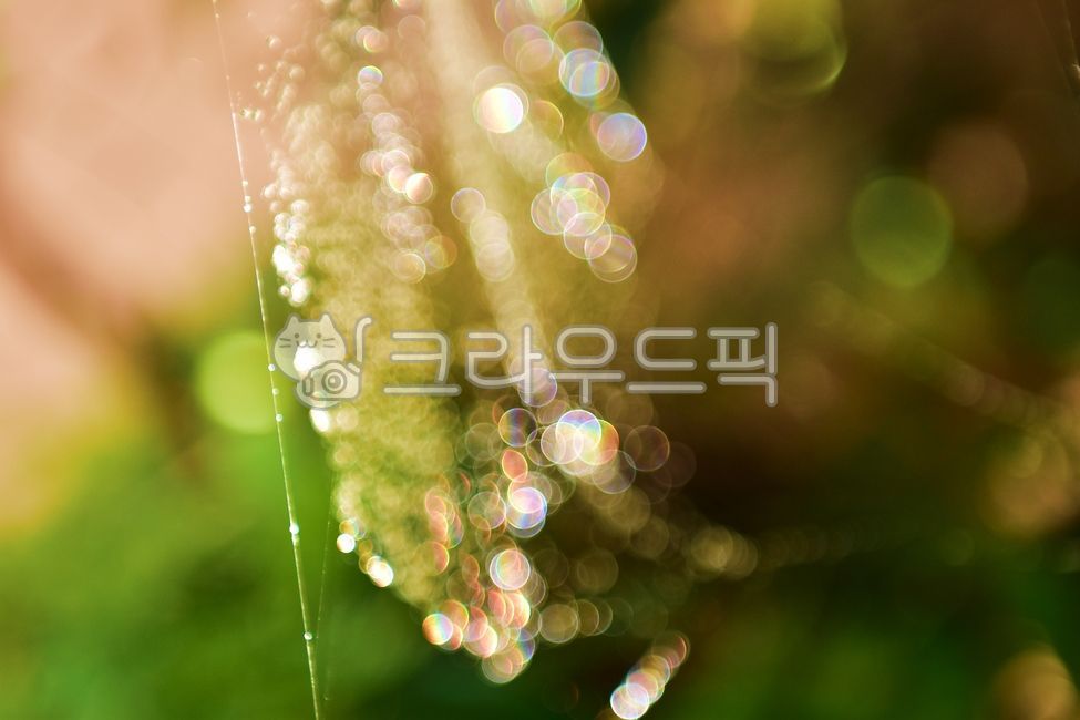 water drop,Spider web,sunlight,droplet,arthropod,spider