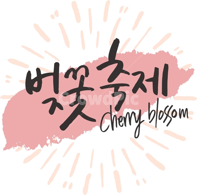 벚꽃놀이,벚꽃축제,일러스트,벡터,봄,캘리그라피,패턴,패키지,라인,텍스처,질감,다이어리,책표지,북커버,팝업,배너,계절,벚꽃,축제,꽃,캘리,번짐,잉크,캘리그라피,손글씨,calligraphy